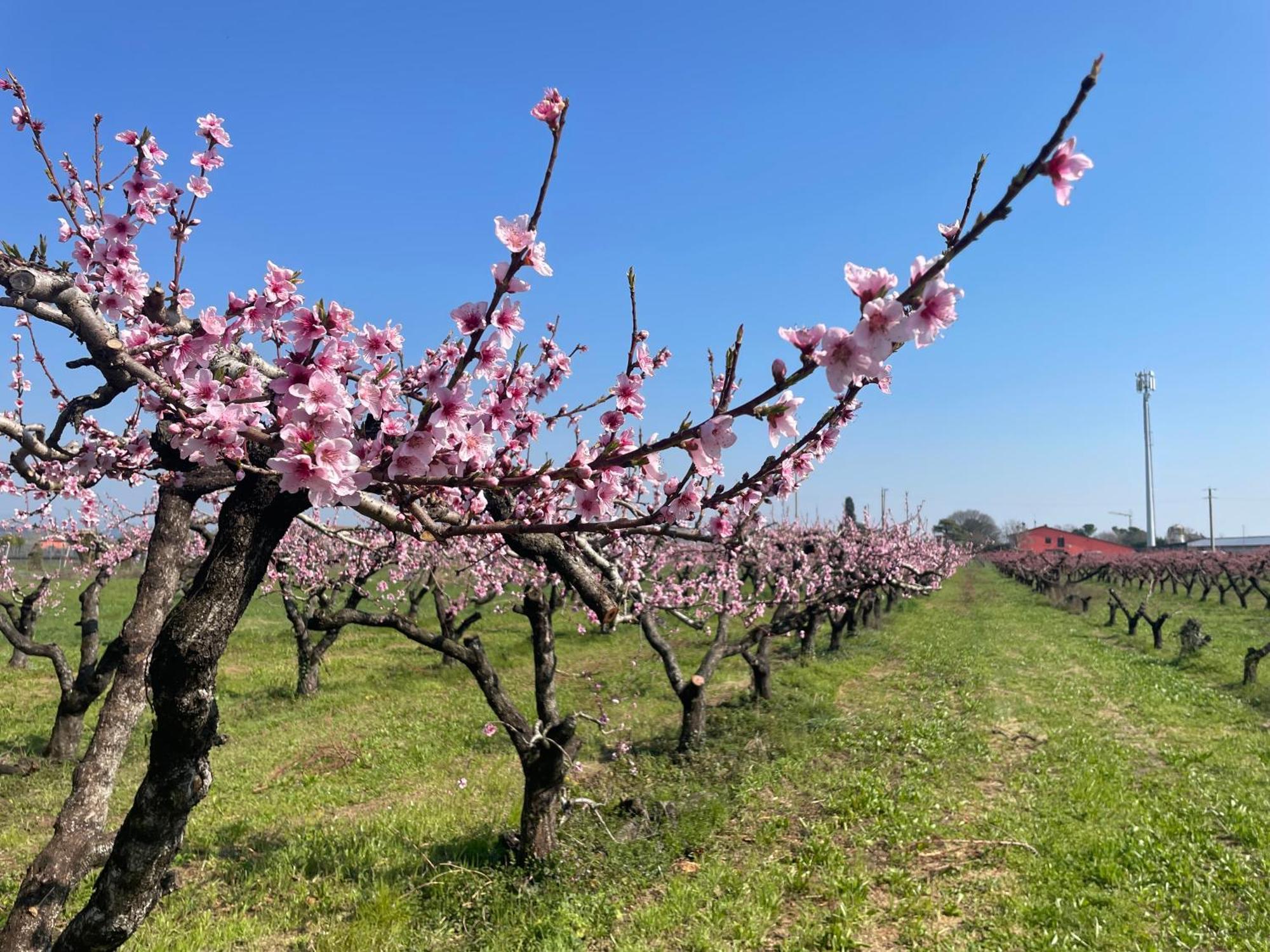 Agriturismo Corte Vecia Alloggio Della Corte Верона Екстер'єр фото